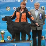 2010 HR - CACIB Dog show 