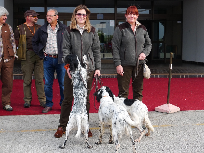 Evropa Cup English Setters 2012 autumn