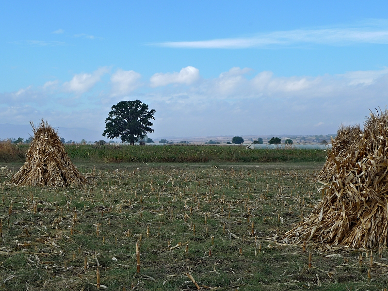 Evropa Cup English Setters 2012 autumn