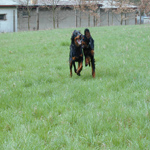 Jarní svod - Počernice 2001