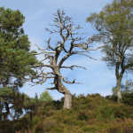 Glen Affric