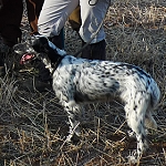 Evropa Cup English Setters 2012 autumn