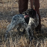 Evropa Cup English Setters 2012 autumn